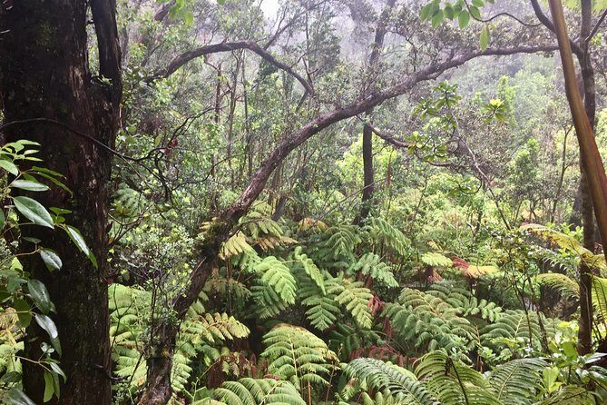 Big Island Volcano Adventure from Kona: Small Group - Should You Book This Tour from Kona?