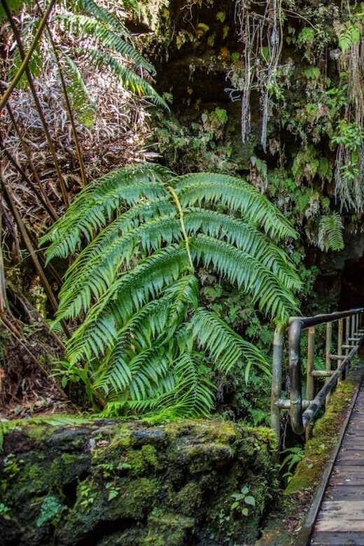 Big Island: Volcanoes, Waterfalls, & Coffee Farm Day-Trip - Kona Coffee at Bay View Farm: What the Tasting Teaches