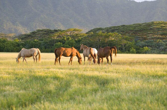 Big Island Waterfalls Tour with Swimming and Botanical Garden - First Stop: Waipio Valley Lookout and Parker Ranch Scenery