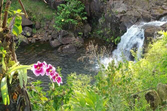 Botanical Tour and waterfall swim at The Cloudforest Bioreserve - Key things you’ll notice on this Cloudforest tour