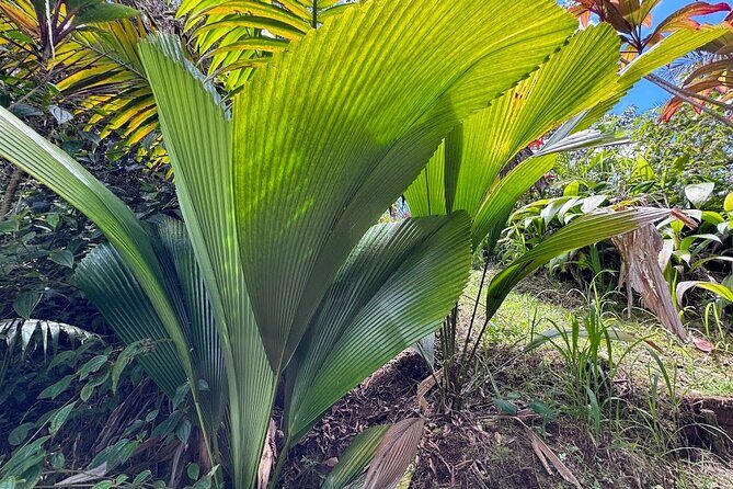 Botanical Tour and waterfall swim at The Cloudforest Bioreserve - Inclusions vs. what you’ll need to handle yourself
