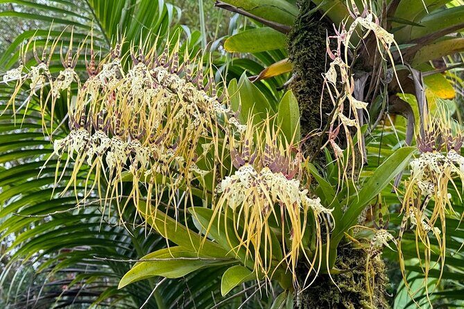 Botanical Tour and waterfall swim at The Cloudforest Bioreserve - Who should book this Cloudforest botanical tour and waterfall swim?
