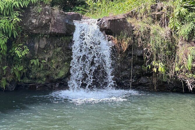 Botanical Tour and waterfall swim at The Cloudforest Bioreserve - The plant walk: orchids, palms, conifers, and rare native Hawaiian species