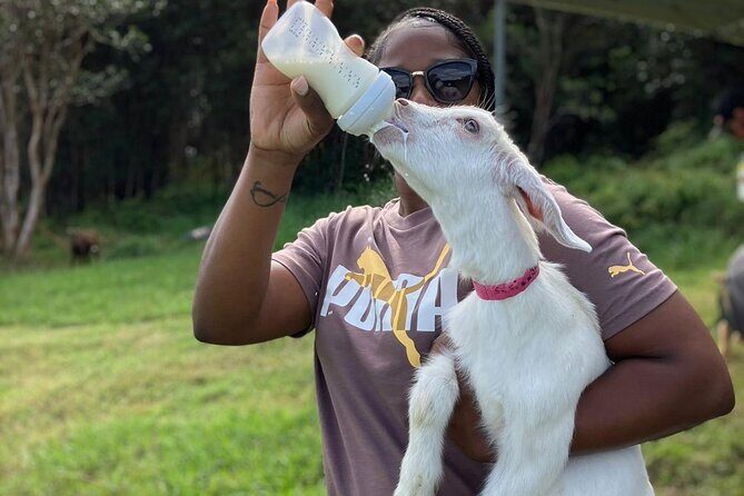 Bottle Feed & Cuddle Baby Goats at Ohana Ranch (Big Island) - Warm welcome and the ranch story behind mālama ʻāina