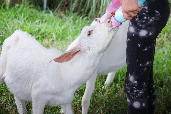 Bottle Feed & Cuddle Baby Goats at Ohana Ranch (Big Island) - Should you book Ohana Ranch Baby Goats?