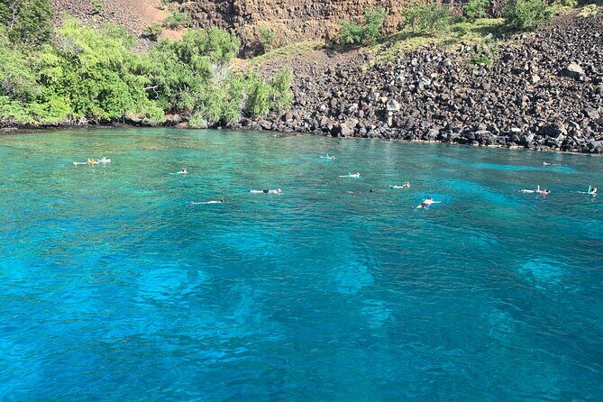 Captain Cook Reef Snorkeling of Kealakekua Bay - Wildlife Odds: Dolphins, Pilot Whales, and Seasonal Humpbacks