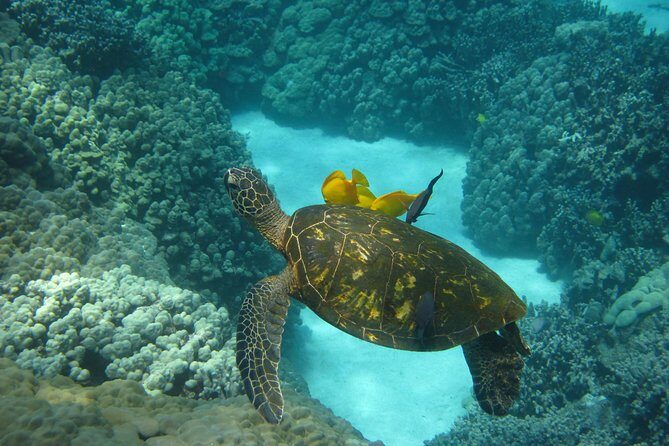 Captain Cook Snorkel Tour with Sea Caves and Lava Tubes - Should you book the Captain Cook Snorkel Tour?