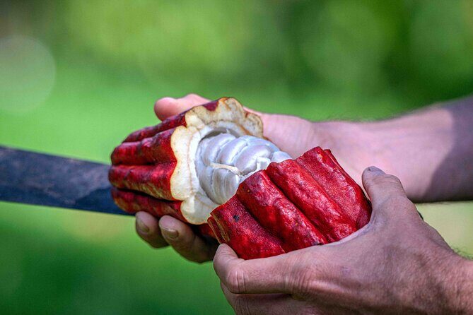 Craft Chocolate Tasting and Farm Experience on the Big Island - Heading Out From Hilo: Puia Road Back Roads and Arrival at Honolii Orchards
