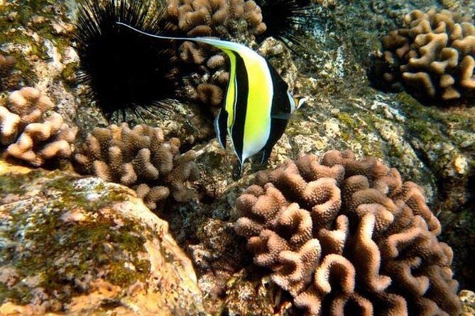 Deluxe Morning Snorkeling Adventure - Stop 1: Kealakekua Bay and Captain Cook’s Monument