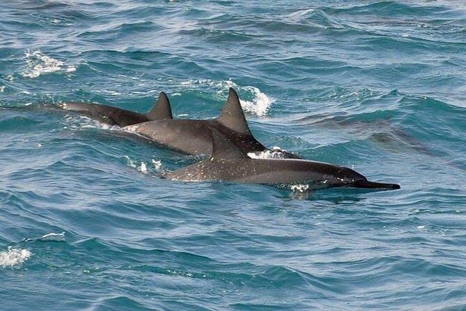 Deluxe Snorkel & Dolphin Watch Aboard a Luxury Catamaran from Kailua-Kona - Boat Amenities: Slide, High Jump, Showers, and Enough Space to Breathe