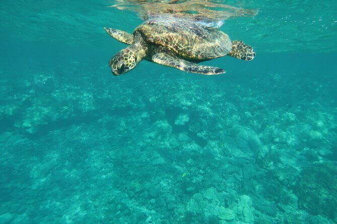 Dolphin, Sea Cave, Captain Cook, Kealakekua Bay Reef Snorkeling - Sea caves and lava tubes: what the coastline experience feels like