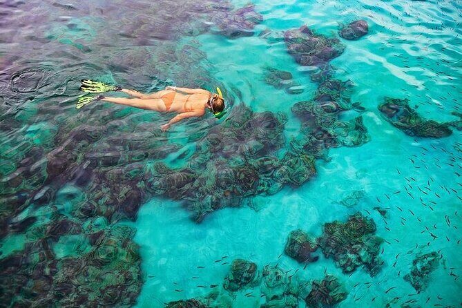 Dolphin, Sea Cave, Captain Cook, Kealakekua Bay Reef Snorkeling - Zodiac RIB ride: speed, agility, and how to not get sore