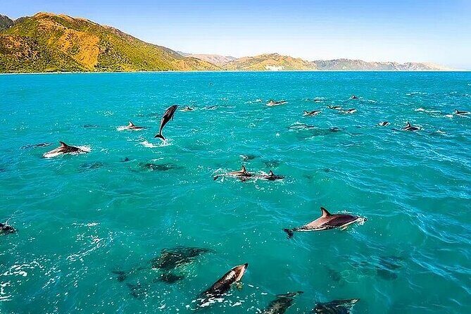 Dolphin, Sea Cave & Captain Cook Snorkel Combo in Kealakekua Bay - Key things to know before you go