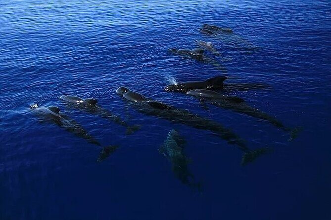 Dolphin, Sea Cave & Captain Cook Snorkel Combo in Kealakekua Bay - The value question: why $83.95 can make sense here