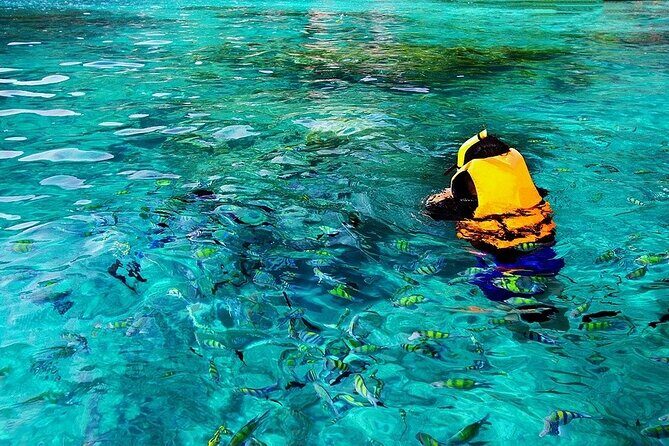 Dolphin, Sea Cave & Captain Cook Snorkel Combo in Kealakekua Bay - Who this tour fits best (and who should skip it)