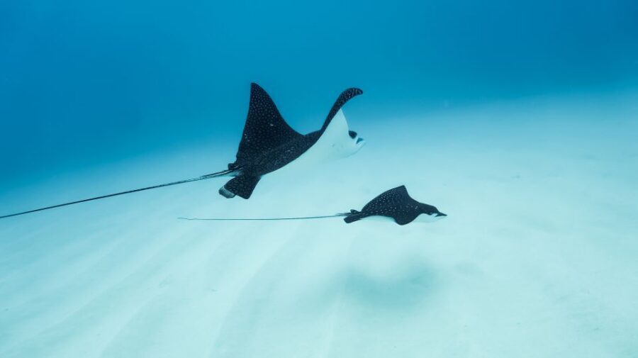 Dolphin Watch Snorkel and BBQ in Kona, Big Island - Why this Kona dolphin-and-snorkel format is worth your time