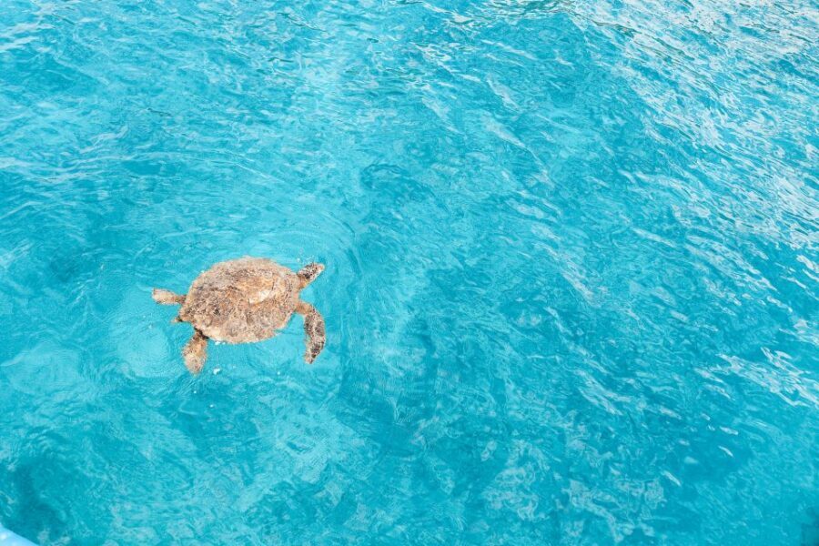 Dolphin Watch Snorkel and BBQ in Kona, Big Island - Who this tour suits best (and who should reconsider)