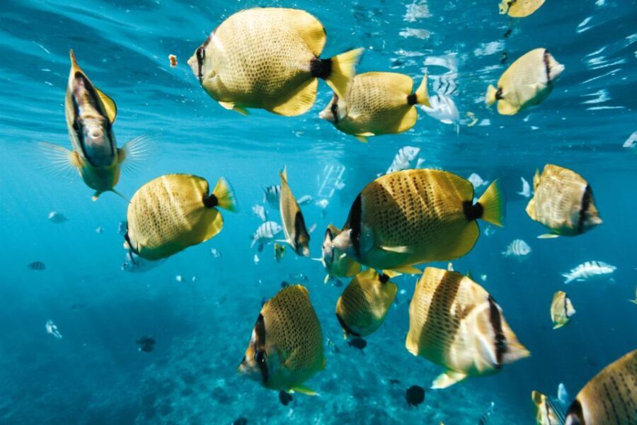 Dolphin Watch Snorkel and BBQ in Kona, Big Island - Dolphin watching: how to get the most from the boat ride