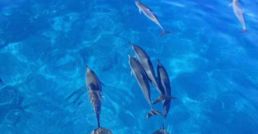 Dolphin Watch Snorkel and BBQ in Kona, Big Island - Snorkel spots: why “not accessible by foot” is a real advantage