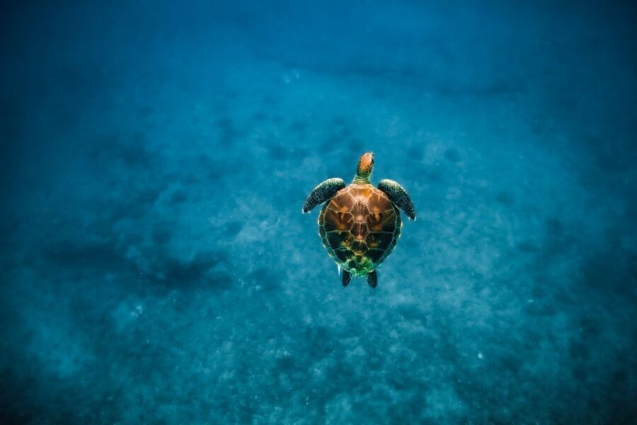 Dolphin Watch Snorkel and BBQ in Kona, Big Island - What the onboard BBQ actually means for $150