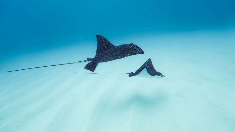 Dolphin Watch Snorkel and BBQ in Kona, Big Island - Alcohol rules: when it’s allowed