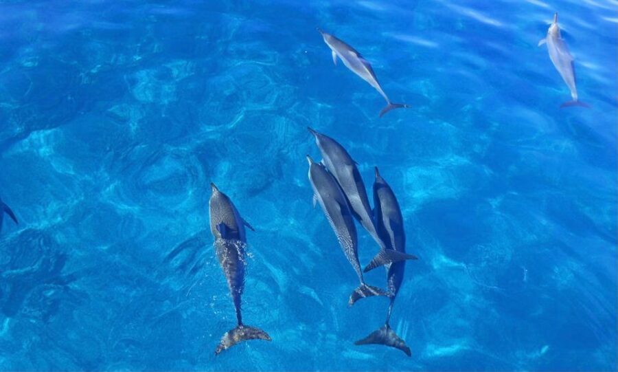 Dolphin Watch Snorkel and BBQ in Kona, Big Island - Whales in season: Nov–Mar window