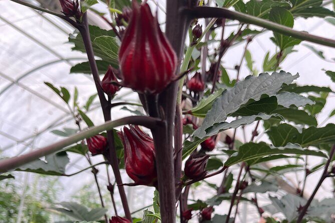 Edible Hibiscus Guided Farm Tour (Big Island) - Key Takeaways Before You Go
