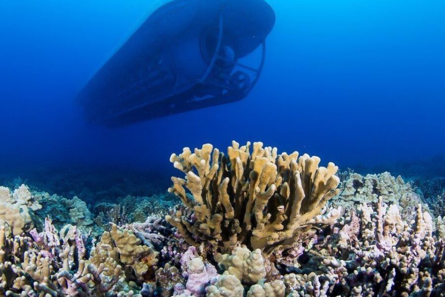 From Kona: Big Island Underwater Submarine Adventure - Kona Atlantis Submarine: What You Really See Under 100 Feet