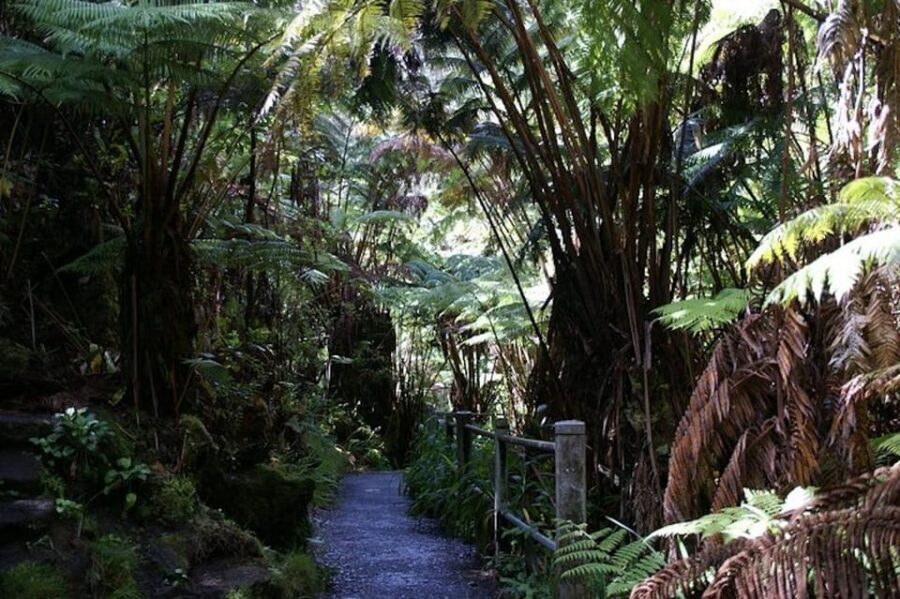 From the Big Island: Hawaii Volcanoes National Park Tour - Weather, timing, and what to bring so you’re comfortable