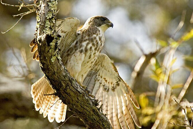 Full-Day Hakalau Forest Reserve Bird Watching Adventure - The drive up in a 4-wheel-drive Mercedes Sprinter: comfort with purpose