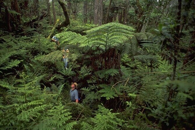 Full-Day Hakalau Forest Reserve Bird Watching Adventure - Lunch, snacks, and drinks: simple and functional for a long hike day