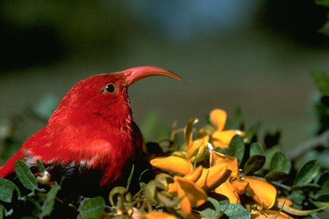 Full-Day Hakalau Forest Reserve Bird Watching Adventure - Price and value: what $287.96 buys you on a full-day endemic birding mission