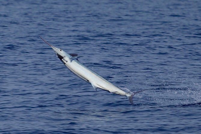 Full Day Sportsman/Enthusiast Charter - Kona Cowboy on a 35’ Bertram: why a private charter works