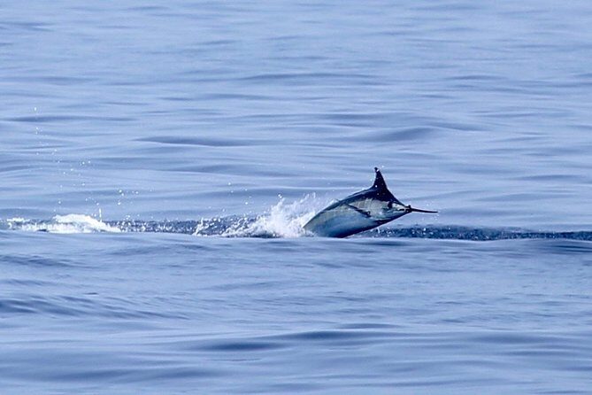 Full Day Sportsman/Enthusiast Charter - The 6:30am start and a full day on the water