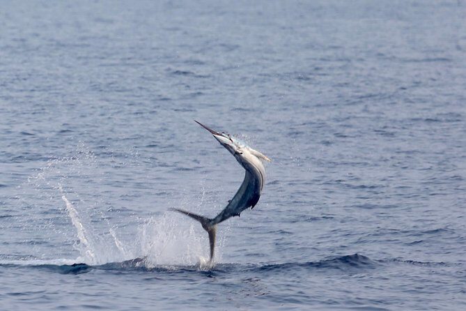 Full Day Sportsman/Enthusiast Charter - Target Species off Kailua-Kona: marlin, mahi, and tuna