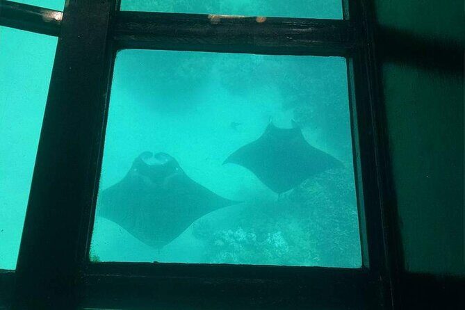 Glass-Bottom Boat Cruise from Waikoloa - Marine Naturalists on Board: Questions, Tips, and State Fish Fun