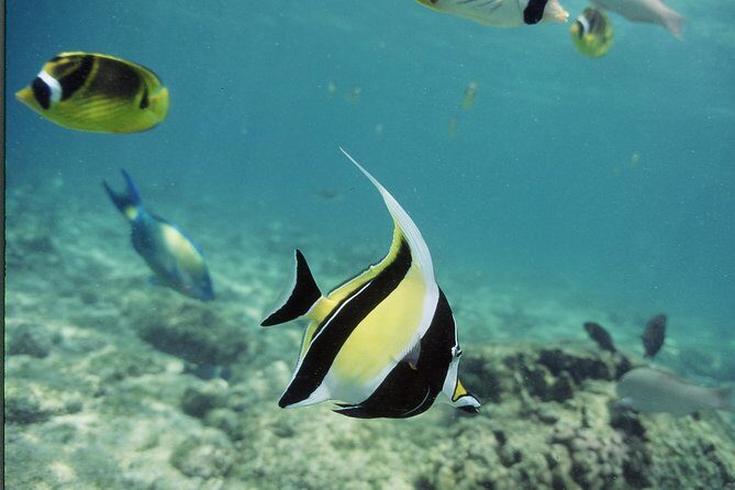 Glass-Bottom Boat Reef Tour - Comfort and Convenience: Seats, Restroom, and Drinks