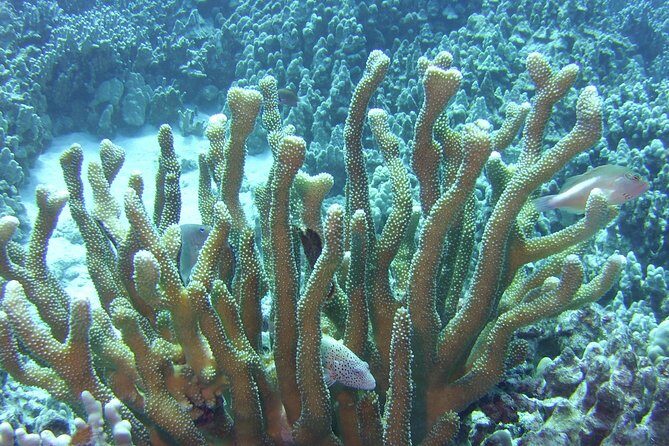 Glass-Bottom Boat Reef Tour - What I’d Watch For: Motion and Big Animals