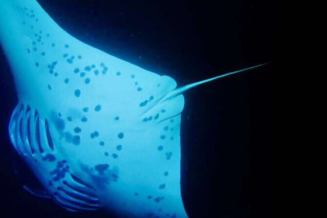 Glow of the Deep: Night Snorkeling with Manta Rays - Cold water, sea sickness, and crowding: the things to plan for