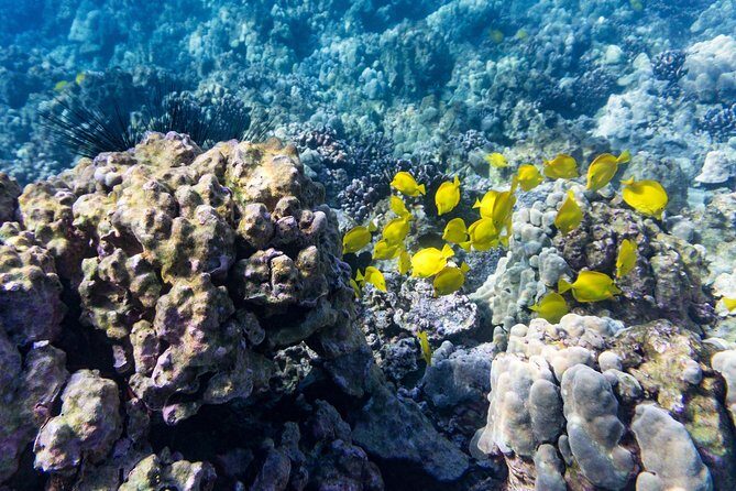 Guided Outrigger Canoe Tour in Kealakekua Bay - The history lesson: why the Pali caves story hits harder on the water