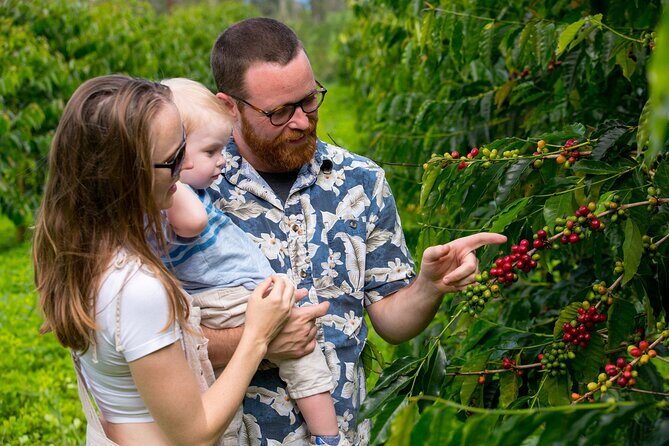 Hala Tree Coffee Farm Tour - The orchard walk: red cherries, harvest realities, and what 100% Kona means