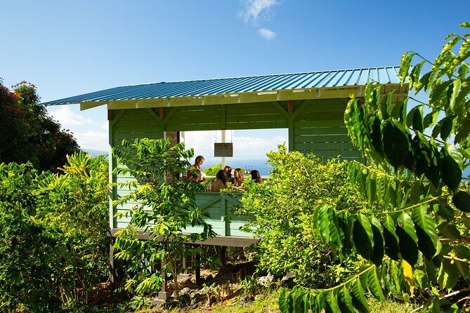 Hala Tree Coffee Farm Tour - Finding Hala Tree and getting your timing right from Captain Cook