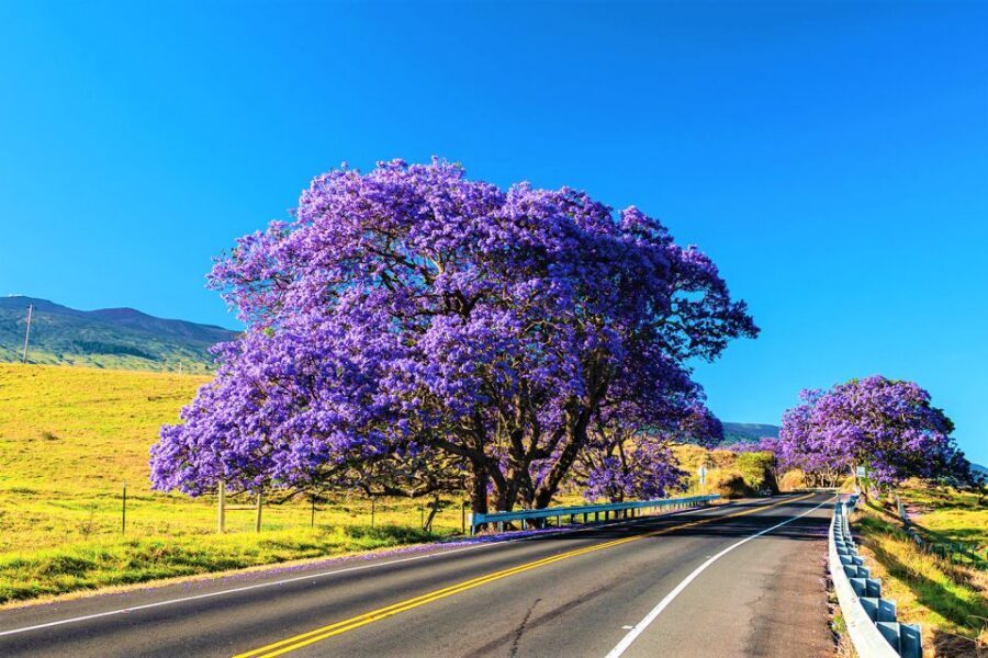 Haleakala Daytime Self-Guided Express Bike Tour w/ Bike Maui - Stops You’ll Want to Plan Around: Views, Makawao Time, and Regrouping