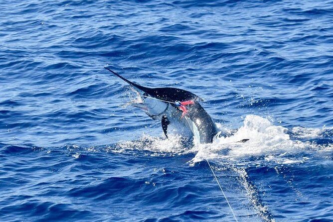 Half Day Afternoon Angler Charter - Key things to know before you go