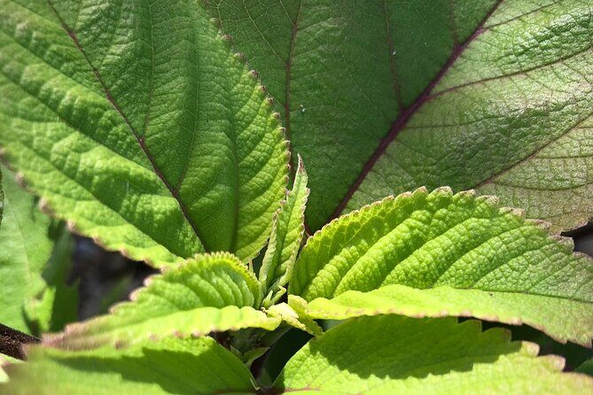 Hamakua Coast Farm Small-Group Walking and Tasting Tour - A Plantation Restoration Story You Can Actually Follow