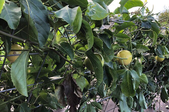 Hamakua Coast Farm Small-Group Walking and Tasting Tour - Price and Value: Getting More Than Just Samples for $49