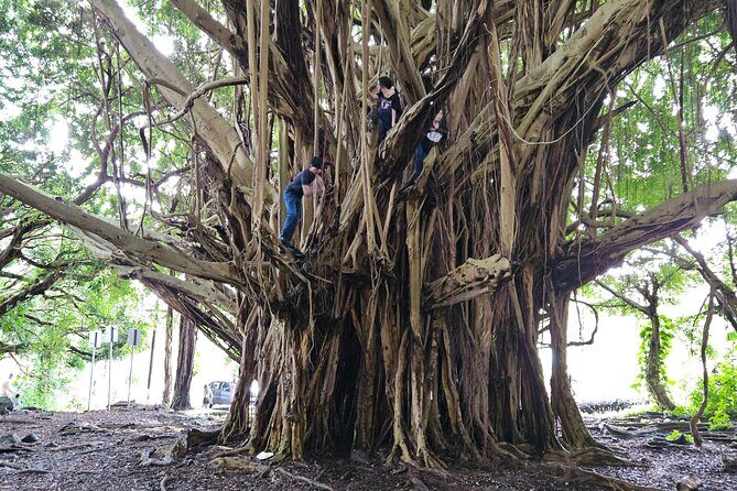 Hawaii Volcanoes, Waterfalls, Beaches & Hilo Highlights Day Tour - Richardson Ocean Park black sand beach and honest sea turtle vibes