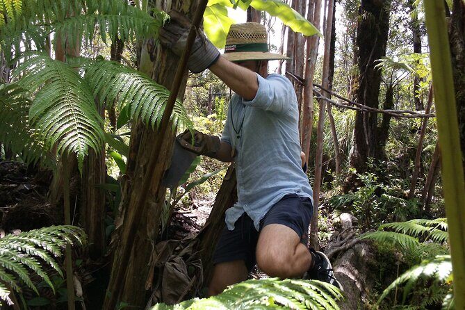 Hawaiian Rainforest Banana Cultivation Experience - Key highlights you should know
