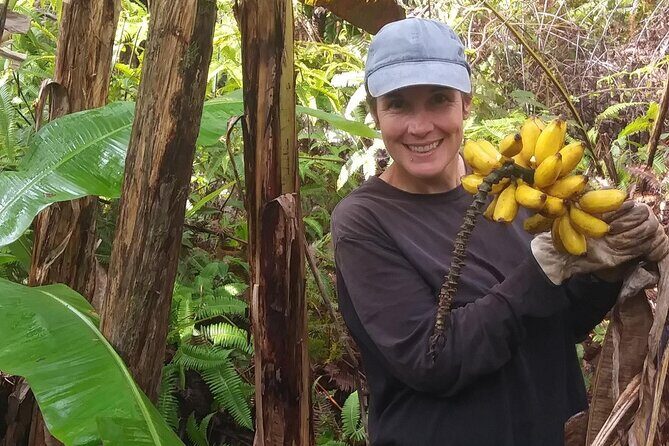 Hawaiian Rainforest Banana Cultivation Experience - Touring 1 Acre of Apple Banana Trees on the East-Side Big Island