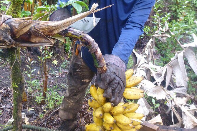 Hawaiian Rainforest Banana Cultivation Experience - The Green Banana Treat: Core Tasting, Tea, and Flavor Lessons